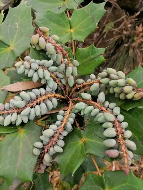 江西九岭山国家级自然保护区十大功劳八角刺