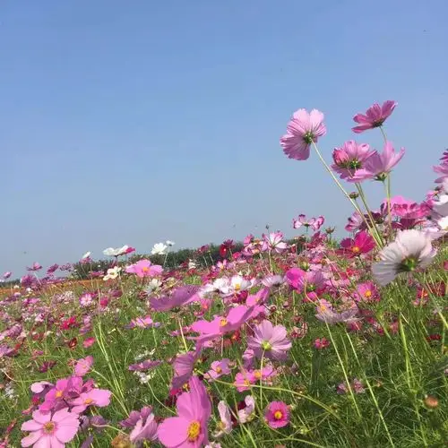 博伦格桑花种子  单色波斯菊种子价格 矮杆波斯菊种子批发  博伦支持