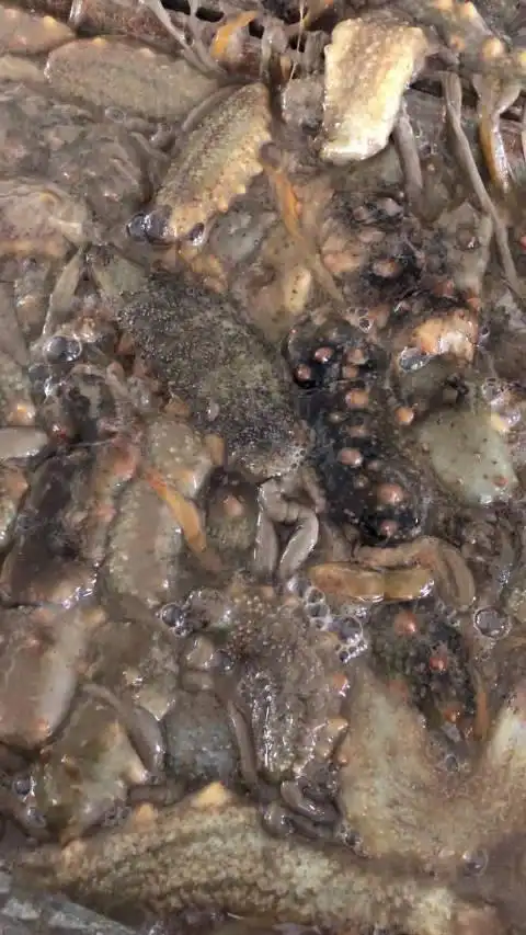 微博搜索 - 海参吐肠子 - 微博