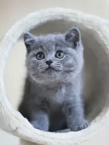 纯种猫咪小猫动物小动蓝白宠物折耳蓝猫活体猫咪