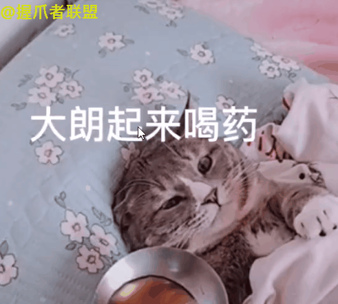 爆笑!猫咪版"大郎喝药",喵星人演技忒好,网友笑疯了