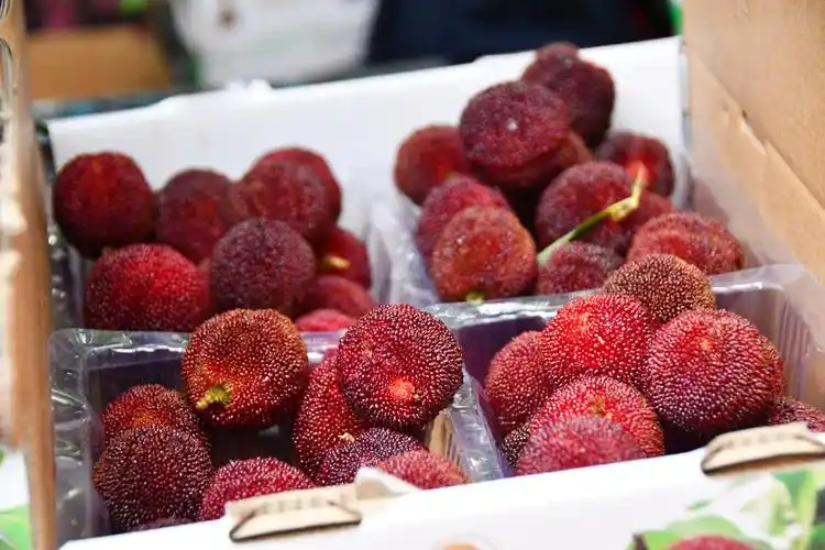 福安赛岐:苏阳杨梅上市