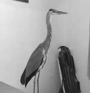 无意发现路旁竟躺着一只"怪鸟",灰色的羽毛,像鹤又不是鹤,这到底是