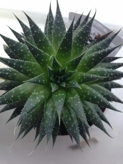 20种芦荟品种,一种比一种好看,还超级好养