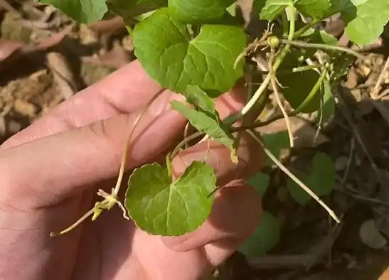 1种"消肿草"过于珍贵,有人把它种在菜地里,想要直接挖,方便