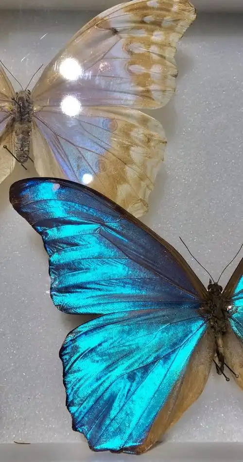 在翩翩起舞的蝴蝶群中,我们发现了自由的美丽