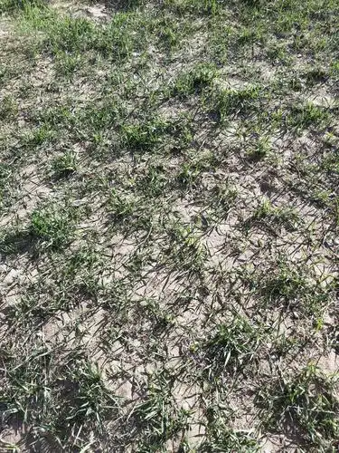 看,那些刚发芽的小草.