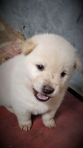 正宗土猎小土狗48天开卖