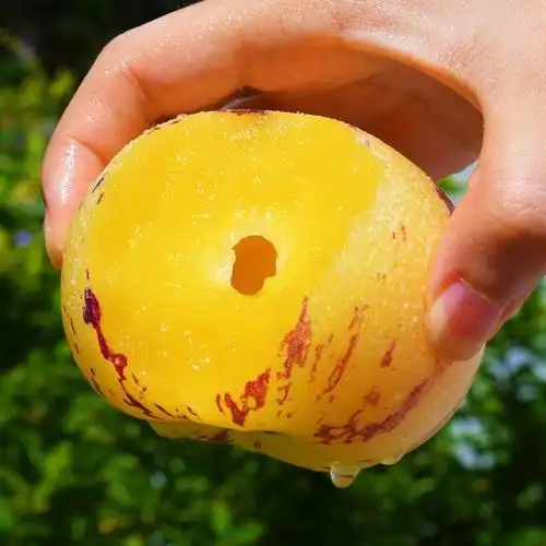 年货精选云南石林新鲜人参果圆果大果整箱新鲜当季水