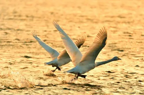 大天鹅练习回飞