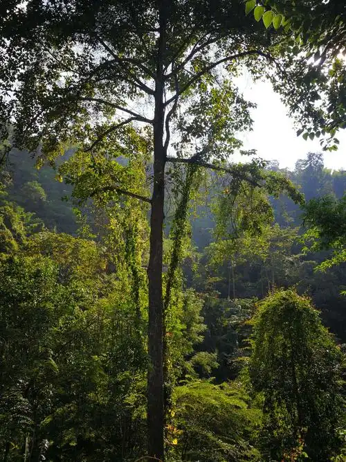 西双版纳野象谷与原始森林