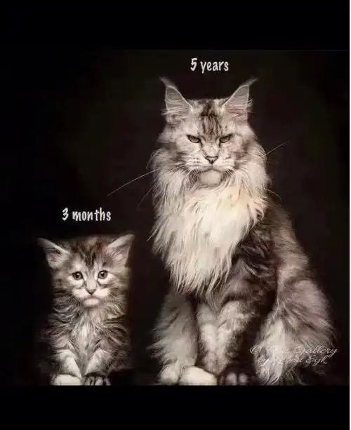 买猫  #宠物店  #缅因 #缅因猫 #maome猫蜜生活图片来自网络