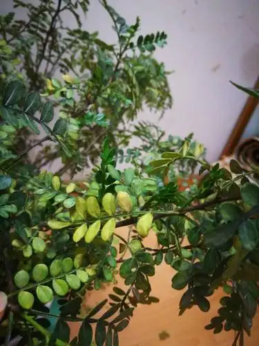 檀香木叶子发黄怎回事?