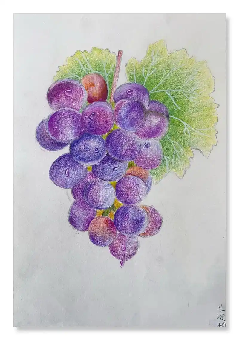 彩铅作品-葡萄.彩铅画是一件非常磨练人心智的事情 耐心,细致 - 抖音