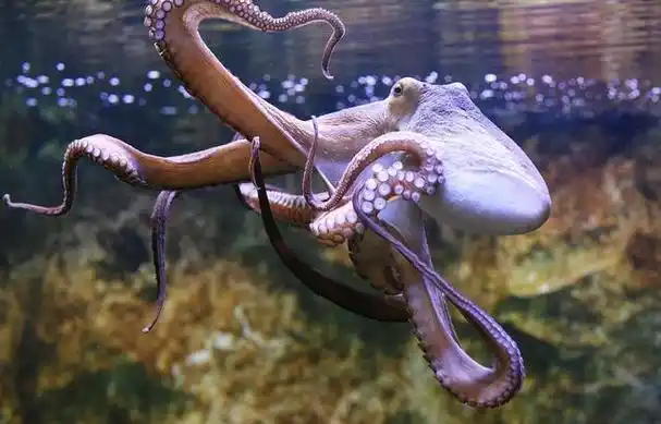 大王乌贼:深海之中的神秘君主在大海深处,有一种神秘而古老的生物,它