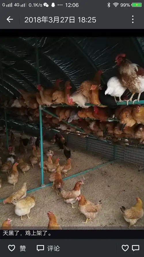 散养鸡的三种鸡舍建设方法(经典)