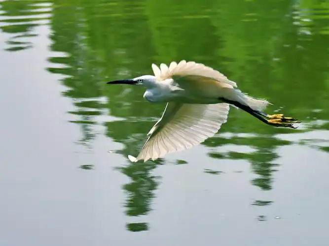 湖面上飞翔的白鹭