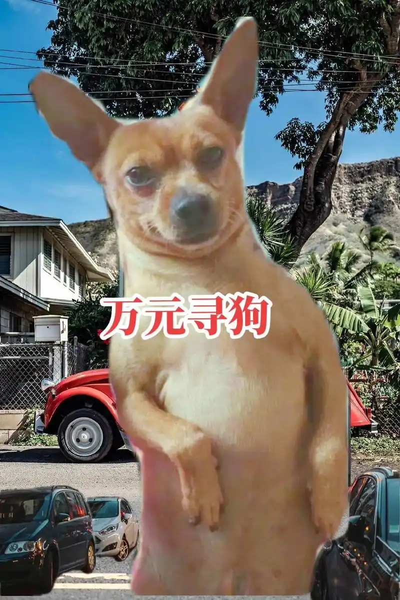 万元寻狗.大壮9岁鹿犬公狗,没有尾巴,眼睛周边和鼻子两边出来 - 抖音