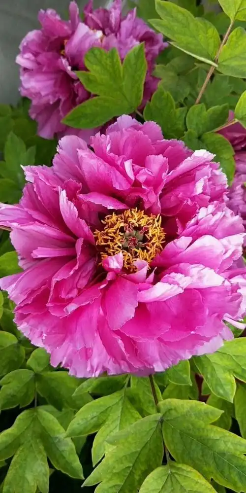 牡丹花真漂亮!庄重9191