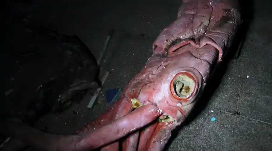 发现了一条「僵尸」鲨鱼:它身躯看起来如同丧尸一样破破烂烂,但依然