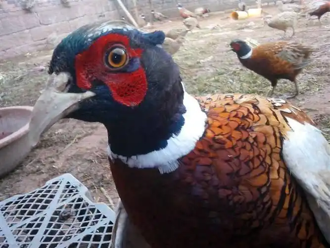 孝感市成年元宝鸡多少钱一只