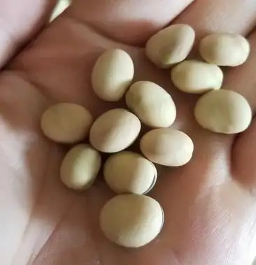 优质羊眼豆龙眼豆圆圆豆眯眯豆炒货豆子