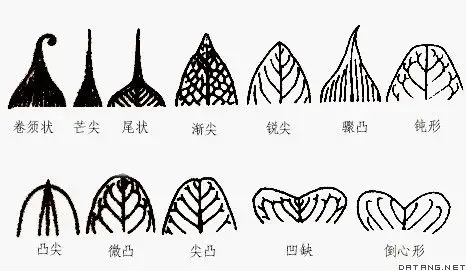 叶尖的类型