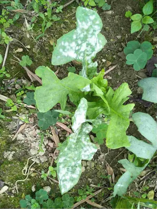 老师您好我种的苦麦菜叶子长白霜了请问是什么病怎么治谢谢您