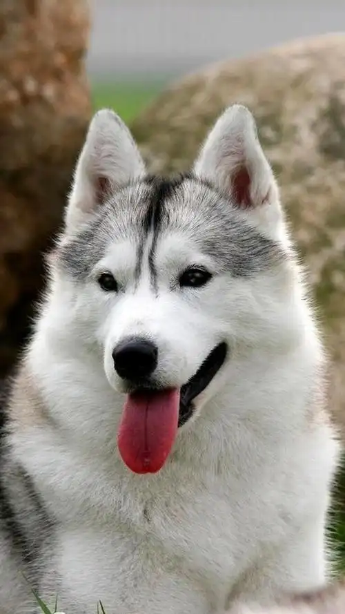 哈士奇二哈图集