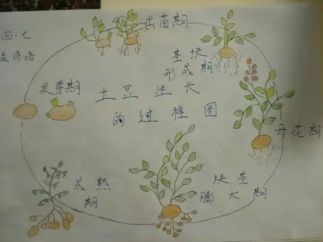通过查阅资料知道了土豆的生长过程.