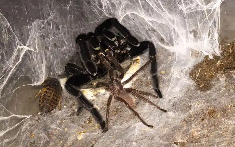 【搬运】卡恩卡拉地老虎交配 母的兴♂奋拍打盒子