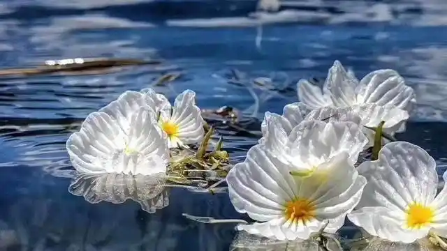 水性杨花菜的营养价值,云南菜水性杨花营养价值(但有可以吃的海菜花)