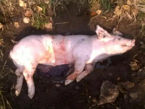 揭密:养猪场病死猪去向,绝不只是你想的那么简单