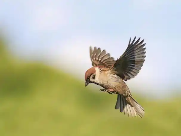 麻雀,科学名称是passer,是一种小型鸟类,属于雀科.