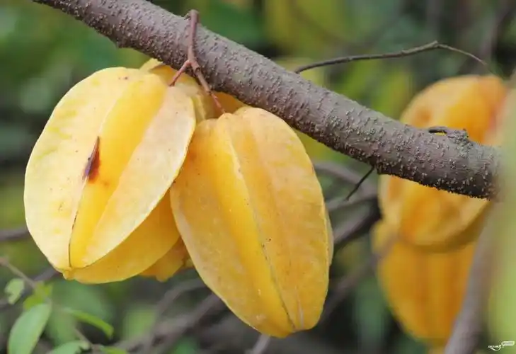 梅塘村(梅塘湾)的梅塘杨桃树上一景