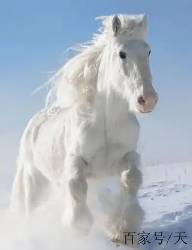 蒙古族故事——成吉思汗的白马
