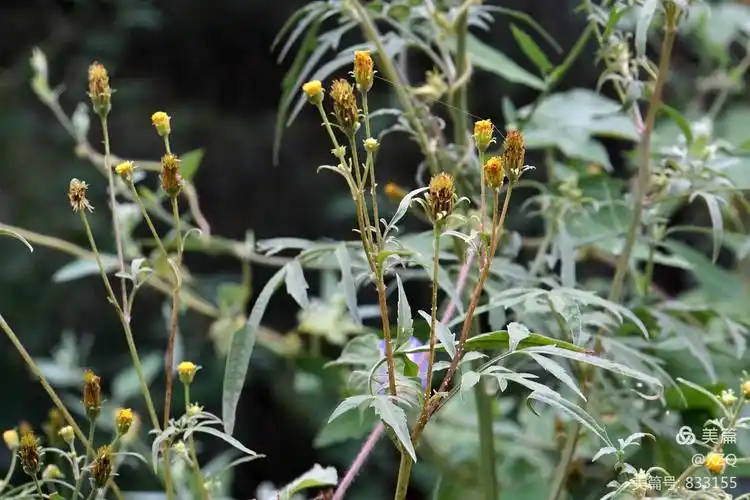 12,小花鬼针草,又名小鬼叉,菊科紫苑亚科鬼针草属一年生草本.