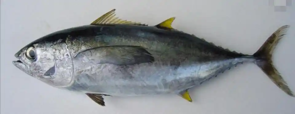 p>黄鳍金枪鱼(学名: i>thunnus albacores /i>)是鲭科,金枪鱼属下的