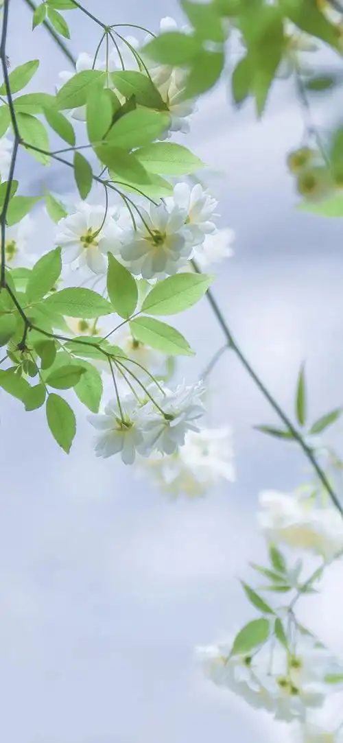 清新壁纸ins唯美小清新风格壁纸