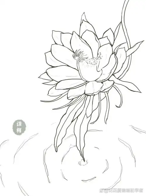 昙花简笔画
