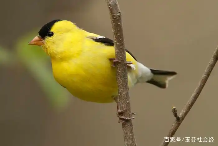 黄雀,为雀科金翅雀属的鸟类,又名黄鸟,金雀,芦花黄雀