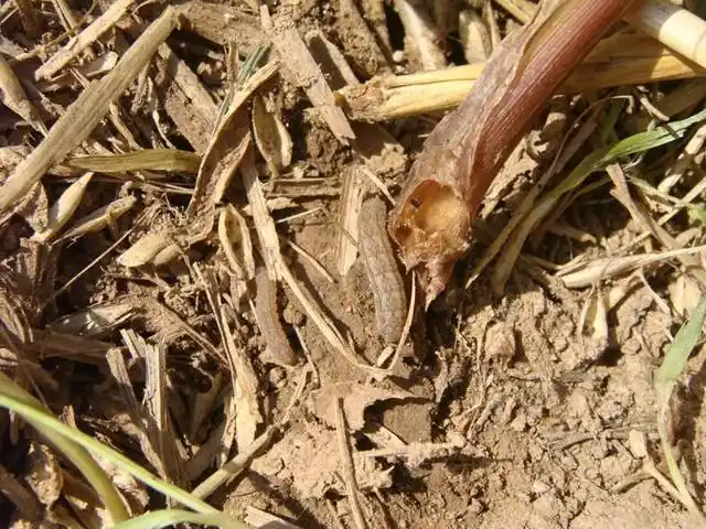 玉米二点委夜蛾来袭,三项措施预防虫害,两点建议高效杀虫!