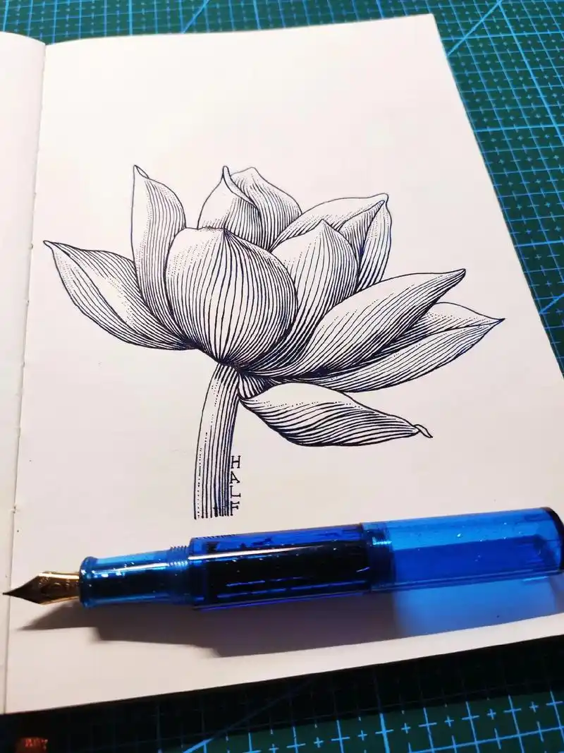 如何用线条勾勒一朵莲花『钢笔画』.#钢笔画 #每日一画 #手 - 抖音