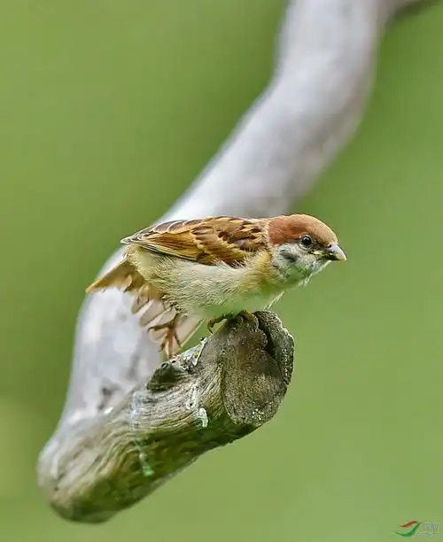 麻雀小雏鸟出窝后自由活动