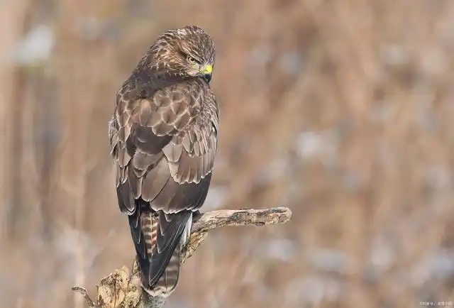 褐耳鹰是一种小型猛禽,它的学名是accipiter badius,意思是"棕色的
