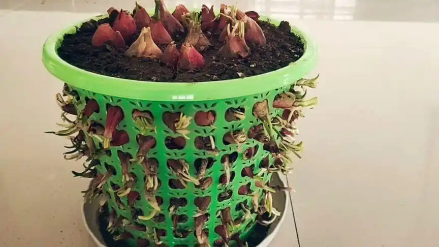 废弃的垃圾桶种毛葱,一个桶种上百颗,适合家庭种植