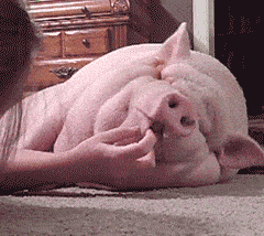 表情| 宠物小猪 动态表情包