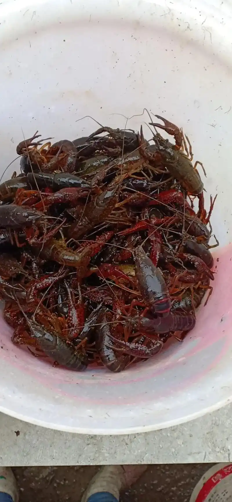 出售野生小龙虾,26元一斤,可送货上门,个大体肥,肉质包满, - 抖音