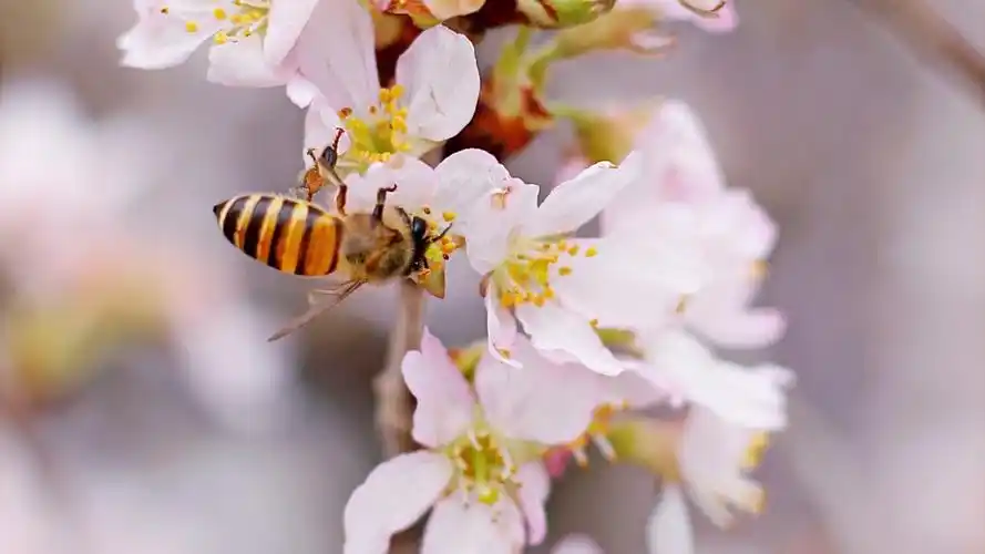 小清新养眼的樱花世界