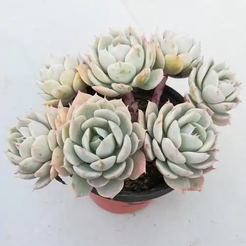 雪域巴黎多肉植物老桩群生组合盆栽清仓包邮多肉植物